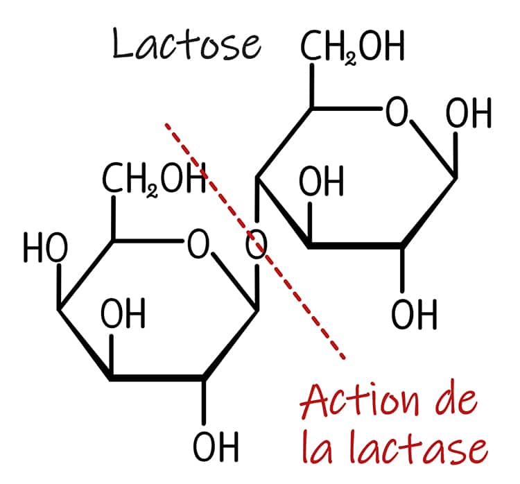 Action de digestion de la lactase
